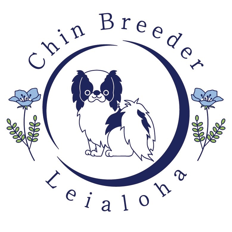 狆（ちん）ブリーダー子犬販売 | レイアロハ